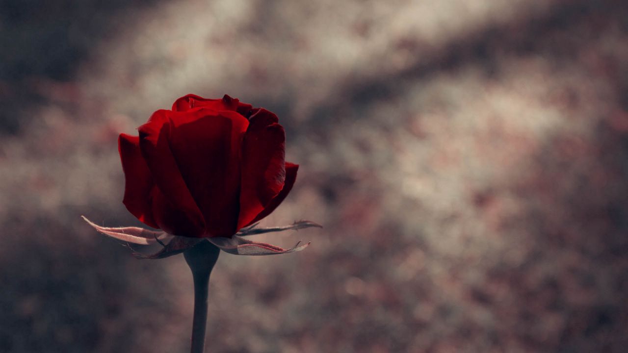 Обои роза, стебель, красный, фон, темный