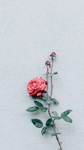 Превью обои роза, стена, минимализм, ветка, куст, бутон
