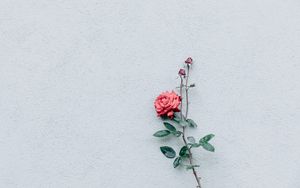 Превью обои роза, стена, минимализм, ветка, куст, бутон