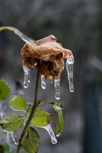 Превью обои роза, сухоцвет, лед, сосульки, макро