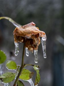 Превью обои роза, сухоцвет, лед, сосульки, макро