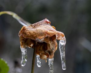 Превью обои роза, сухоцвет, лед, сосульки, макро