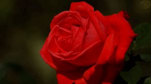 Превью обои роза, темный фон, лепестки, цветок, красный