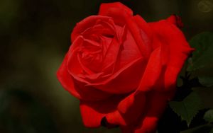 Превью обои роза, темный фон, лепестки, цветок, красный