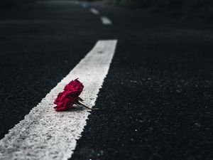 Превью обои роза, цветок, асфальт, дорога