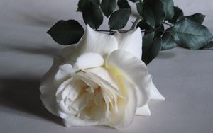 Превью обои роза, цветок, белая, бутон, листья