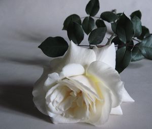 Превью обои роза, цветок, белая, бутон, листья