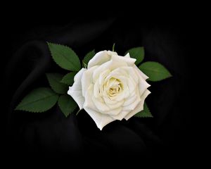 Превью обои роза, цветок, белая, листья, черный фон