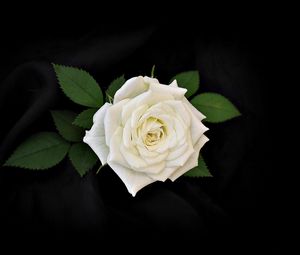 Превью обои роза, цветок, белая, листья, черный фон