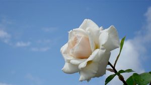 Превью обои роза, цветок, белая, небо, капли