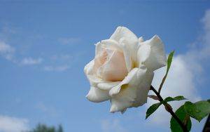 Превью обои роза, цветок, белая, небо, капли