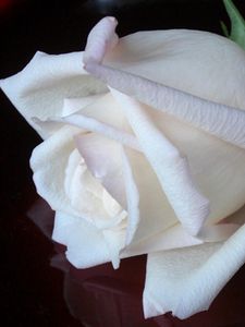 Превью обои роза, цветок, белоснежная, бутон, черный фон, отражение