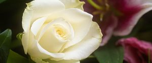 Превью обои роза, цветок, белый, лепестки, макро