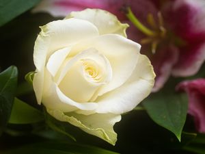 Превью обои роза, цветок, белый, лепестки, макро