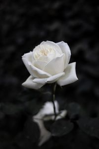 Превью обои роза, цветок, белый, чб, цветение