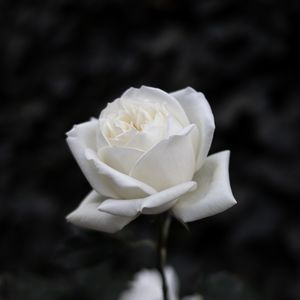 Превью обои роза, цветок, белый, чб, цветение
