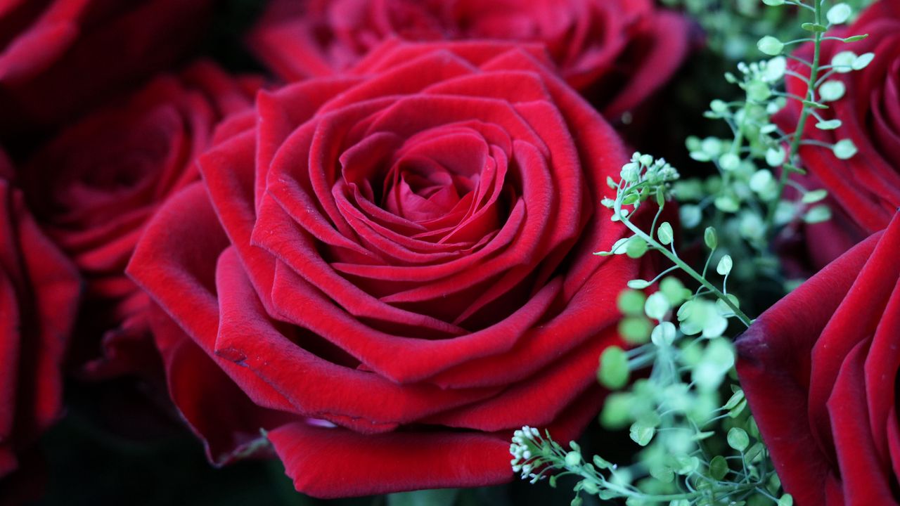 Обои роза, цветок, бутон, красный