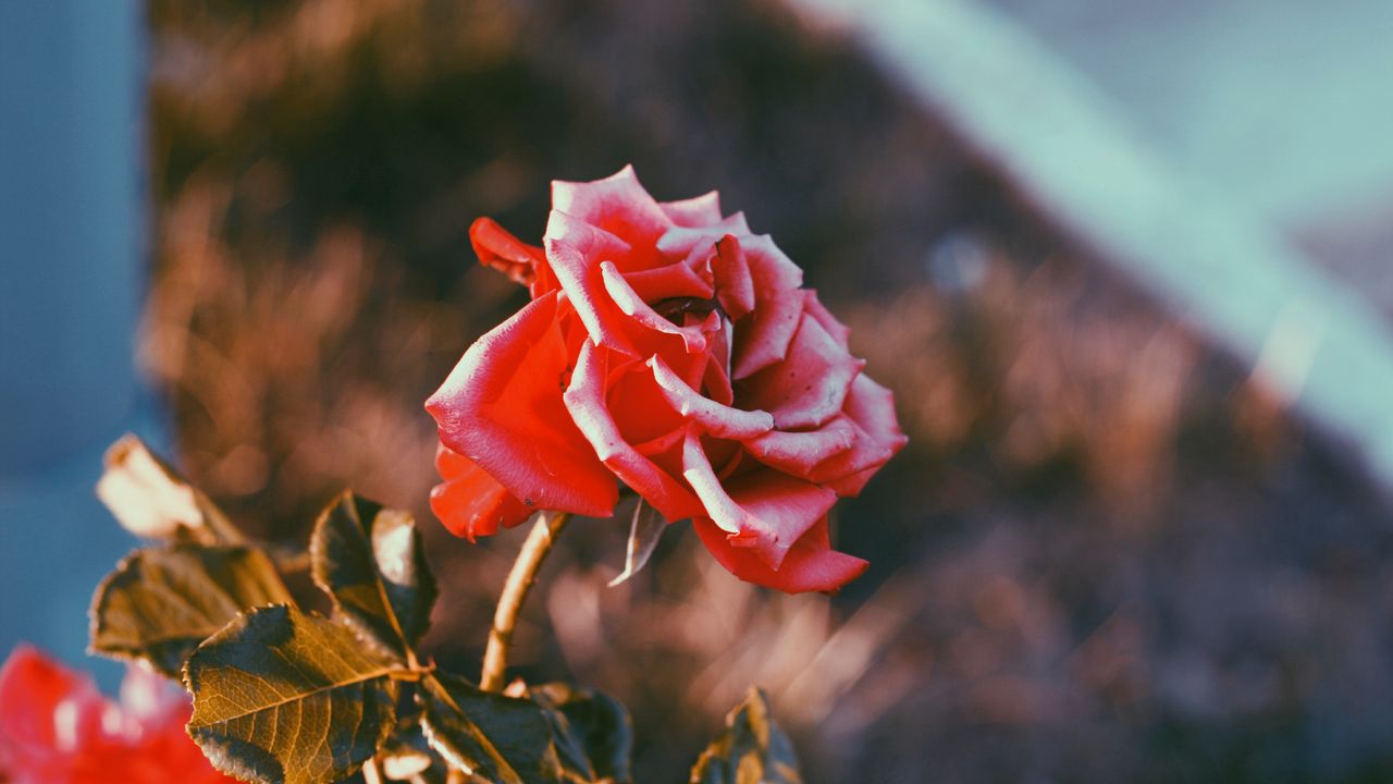 Обои роза, цветок, бутон, размытость