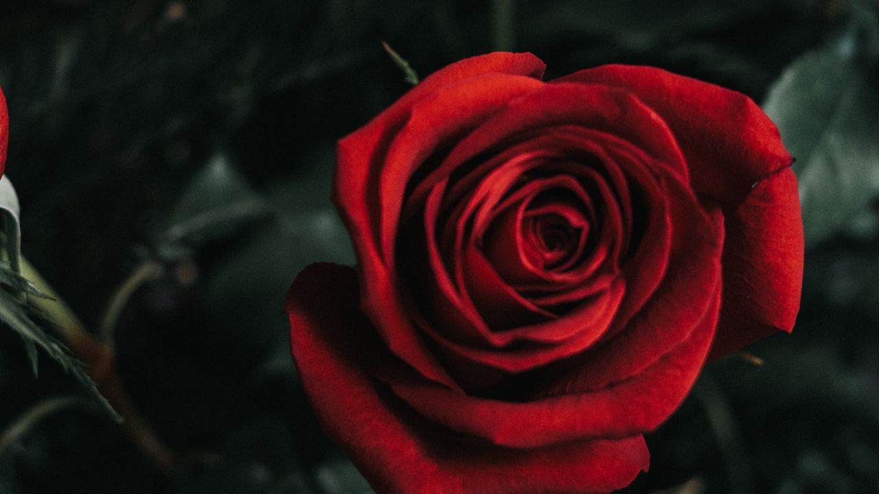 Обои роза, цветок, бутон, красный