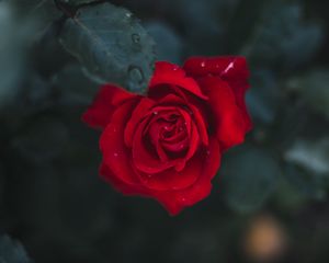 Превью обои роза, цветок, бутон, цветение, красный