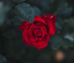 Превью обои роза, цветок, бутон, цветение, красный