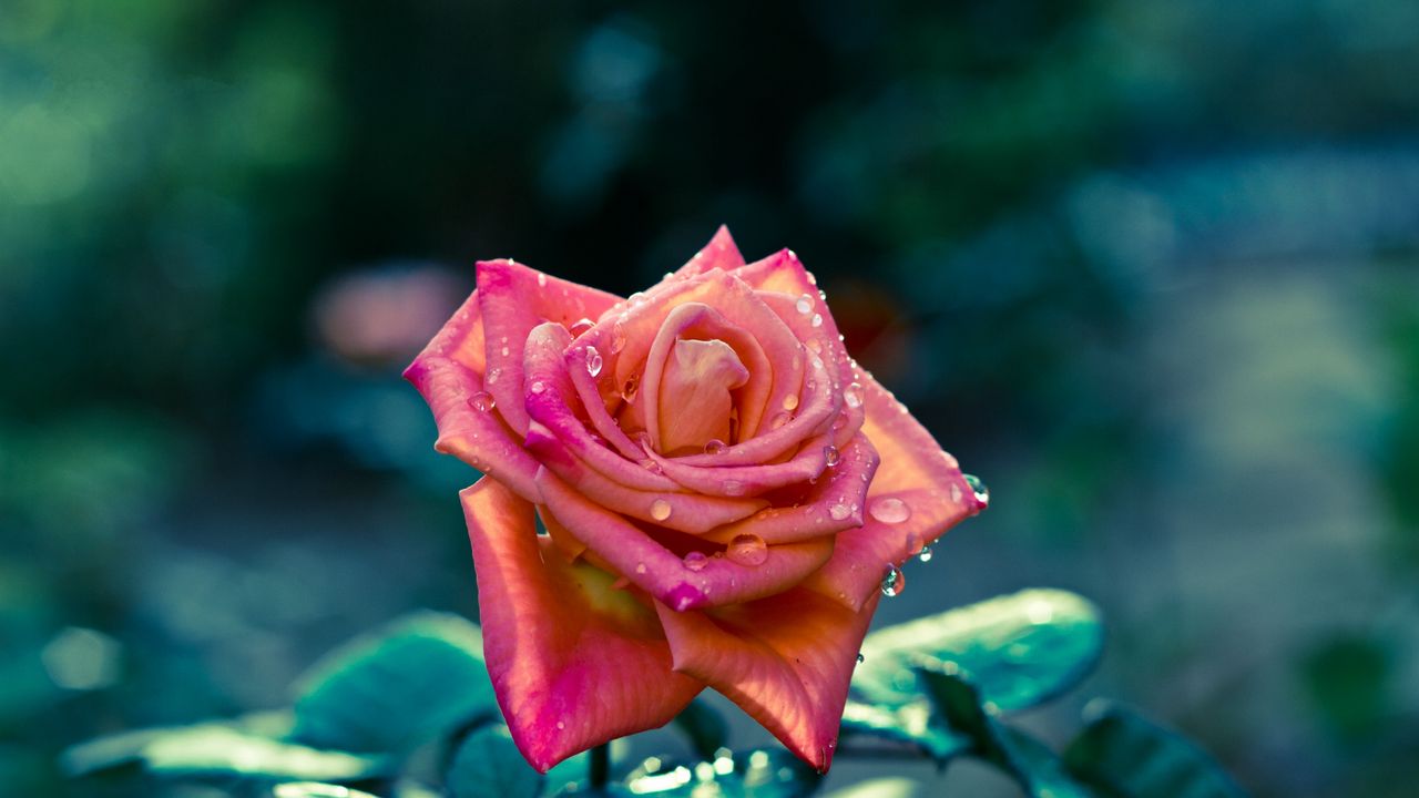 Обои роза, цветок, бутон, листья, капли, резкость