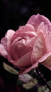 Превью обои роза, цветок, бутон, листья, капли, дождь