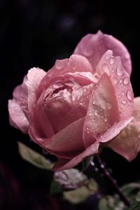 Превью обои роза, цветок, бутон, листья, капли, дождь