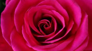 Превью обои роза, цветок, бутон, лепестки, макро, розовый