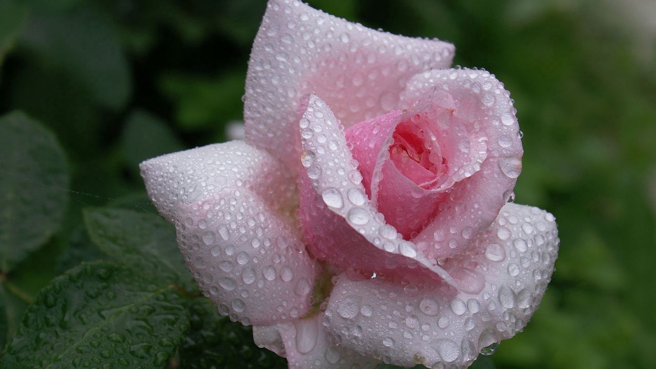 Обои роза, цветок, бутон, листья, капли, дождь, красиво