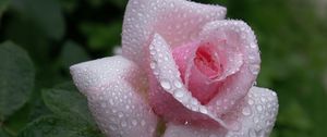 Превью обои роза, цветок, бутон, листья, капли, дождь, красиво