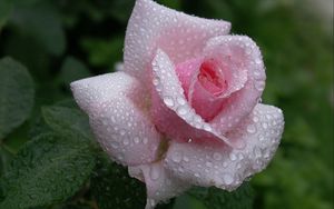 Превью обои роза, цветок, бутон, листья, капли, дождь, красиво