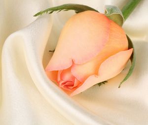 Превью обои роза, цветок, бутон, крупный план, ткань