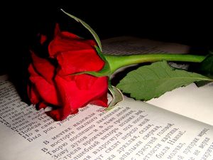 Превью обои роза, цветок, бутон, книга, текст
