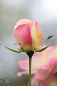 Превью обои роза, цветок, бутон, макро, розовый