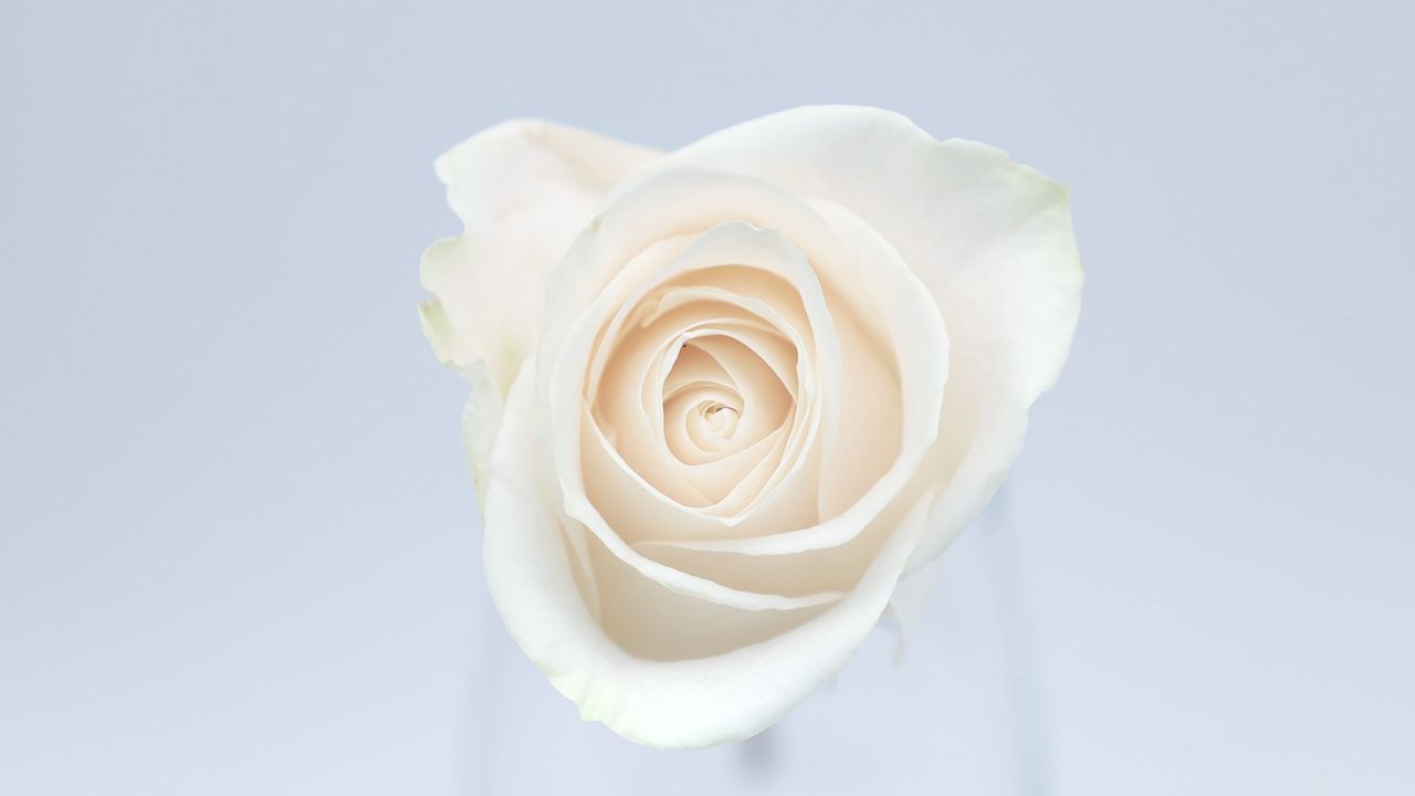Обои роза, цветок, бутон, лепестки, белый
