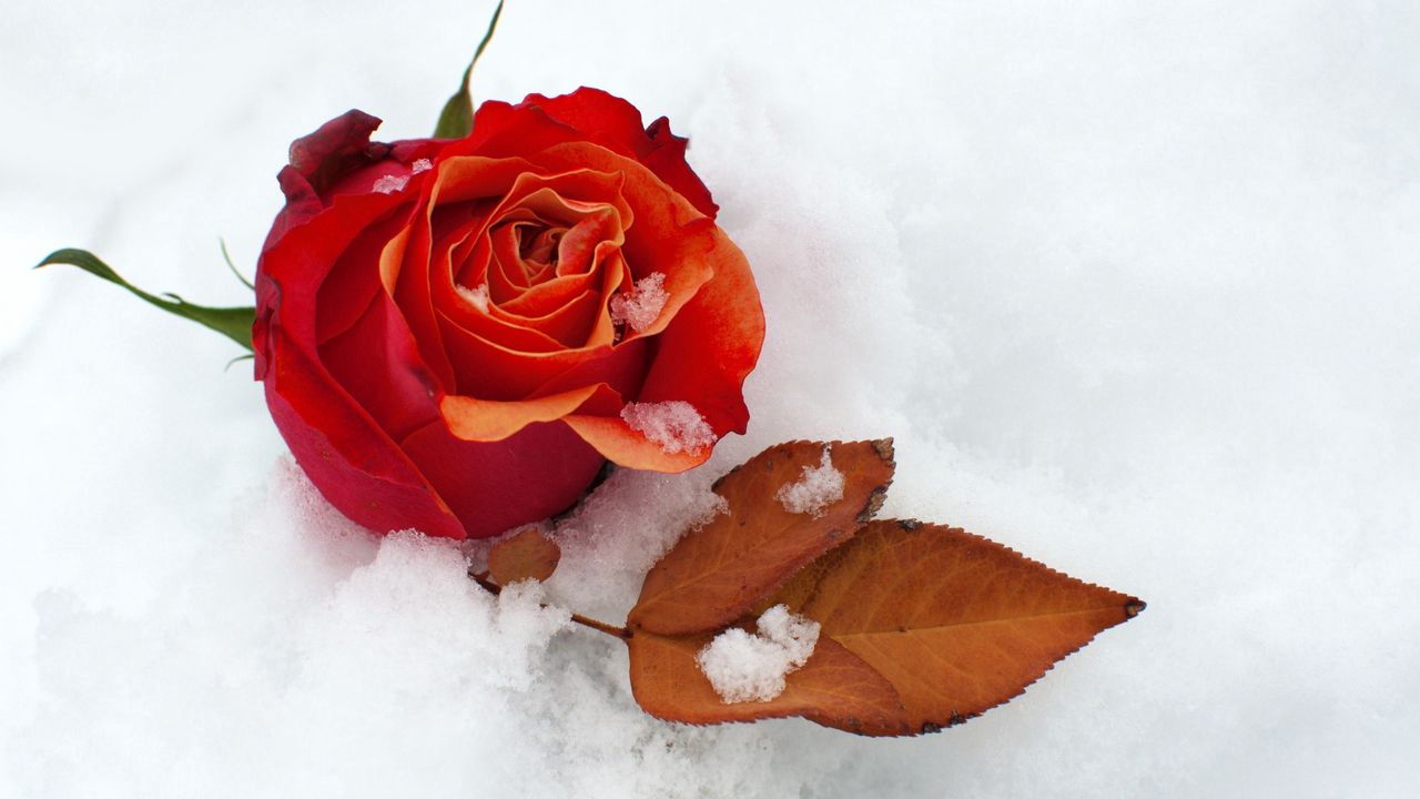 Обои роза, цветок, бутон, листок, снег, холод