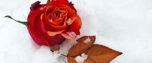 Превью обои роза, цветок, бутон, листок, снег, холод