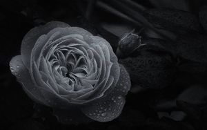 Превью обои роза, цветок, бутон, мокрый, макро, черно-белый