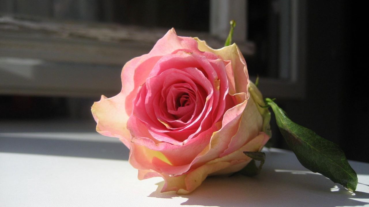 Обои роза, цветок, бутон, подоконник, рама