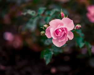 Превью обои роза, цветок, бутоны, розовый, цветение