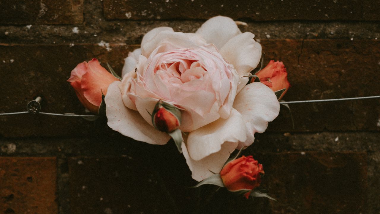 Обои роза, цветок, бутоны, розовый, цветение, стена, кирпичный