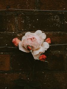 Превью обои роза, цветок, бутоны, розовый, цветение, стена, кирпичный