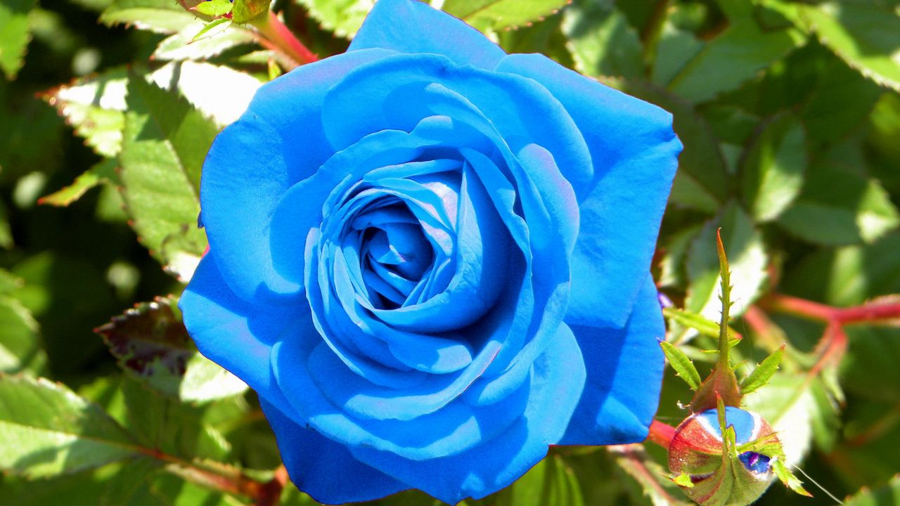 Обои роза, цветок, бутоны, голубая, свет