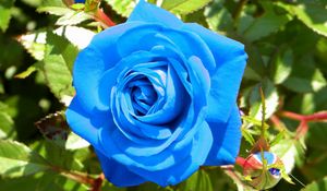Превью обои роза, цветок, бутоны, голубая, свет