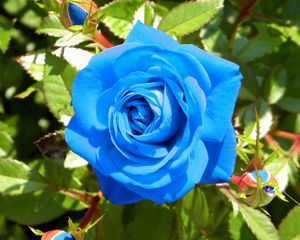 Превью обои роза, цветок, бутоны, голубая, свет