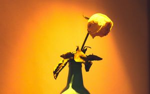 Превью обои роза, цветок, бутылка, надпись, свет