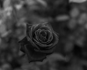 Превью обои роза, цветок, чб, крупный план