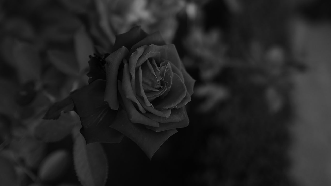 Обои роза, цветок, чб, растение