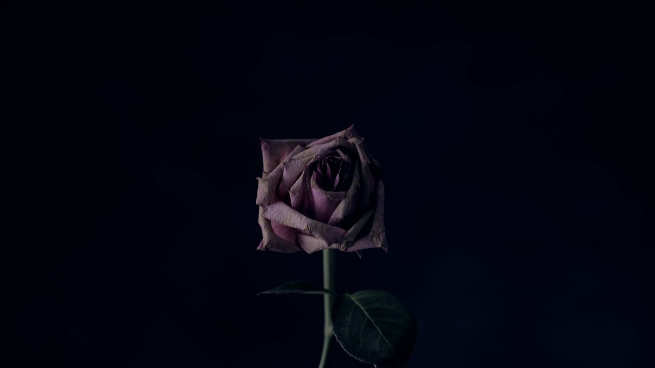 Обои роза, цветок, черный фон, бутон